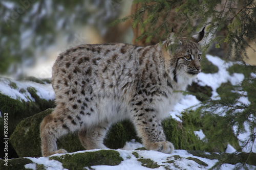 Eurasischer Luchs (Lynx lynx) Jungtier geht durch den Wald © Aggi Schmid