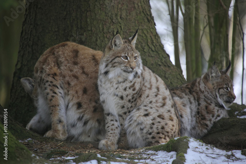 Eurasischer Luchs (Lynx lynx) Muttertier mit Jugem im Wald
