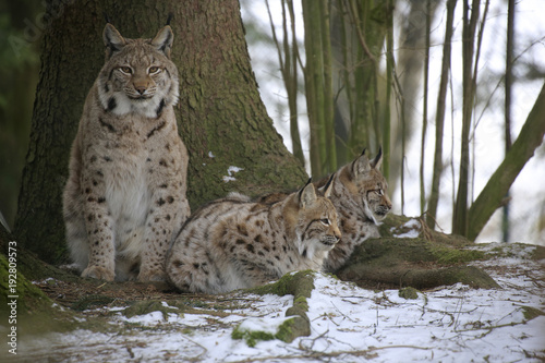 Eurasischer Luchs (Lynx lynx), Mutter mit Jungtieren im Wald © Aggi Schmid