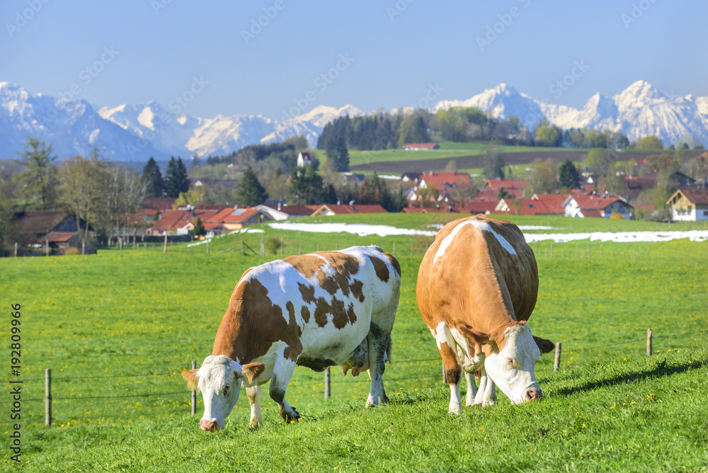 grasende Kühe auf einer Weide mit Alpenblick