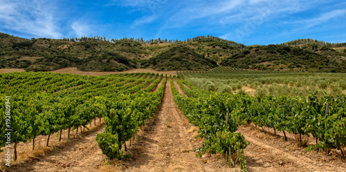 Vineyard in La Rioja with mountain and blue sky photo