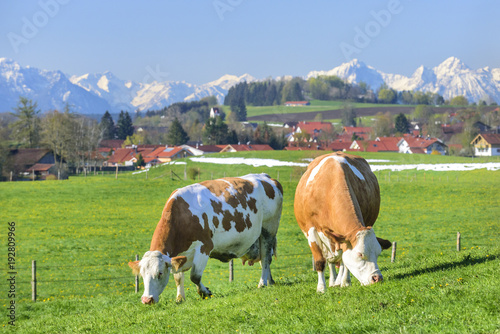 grasende Kühe auf einer Weide mit Alpenblick