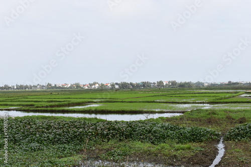 Wonderful Scenery of green rice fields in Hoi An in Vietnam  Asia
