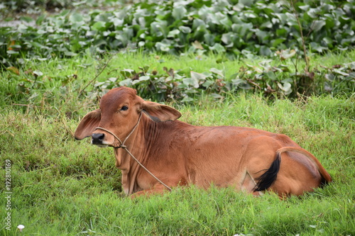 A brown cow lying on green rice field in Hoi An in Vietnam, Asia © places-4-you