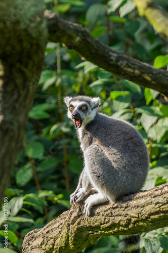 cat's lemur at the Prague Zoo