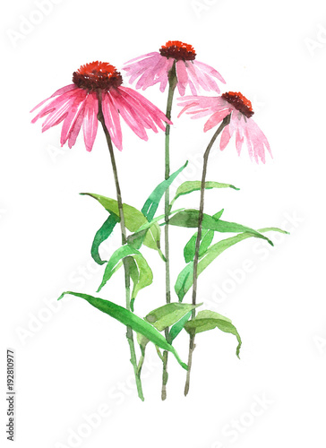 Echinacea plant Watercolor illustration isolated on white background.

