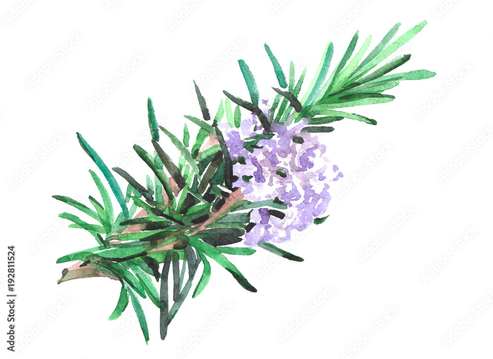Rosemary plant Watercolor illustration isolated on white background.
