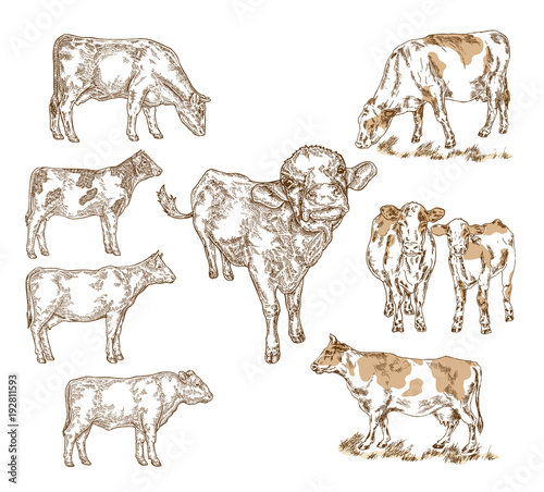 Hand drawn farm animals. Milk cow, cattle, bull, calf isolted on white. Vector illustration engraved