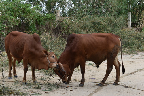 Closeup of two brown cows on a street in Hoi An in Vietnam, Asia