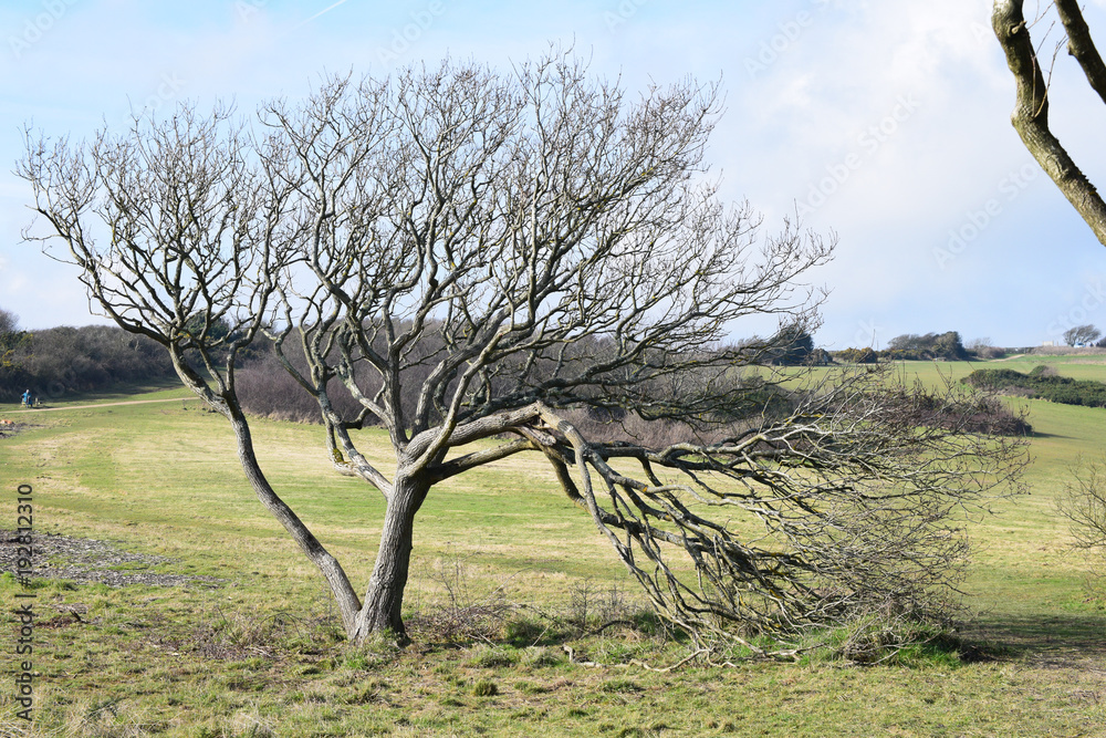 lonley tree