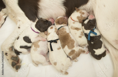 Slika na platnu Puppy Pile