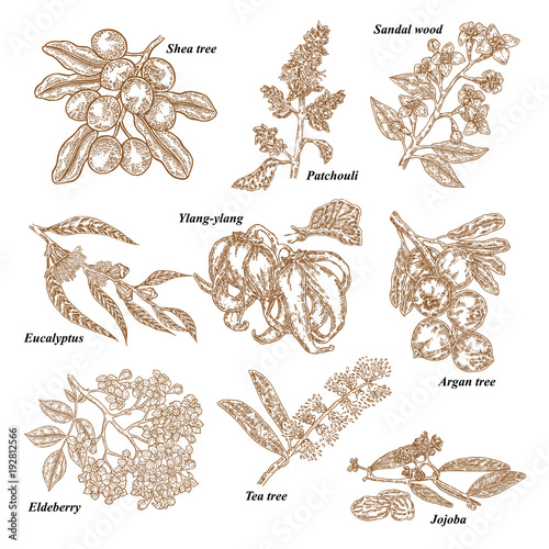 Medical and cosmetics plants. Hand drawn Jojoba, Argan, Tea tree, Sandal wood, Eucalyptus, Patchouli, Ylang-ylang, Shea, Elderberry branch. Vector illustration engraved.