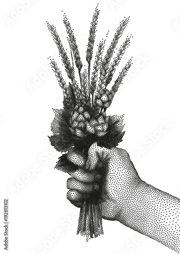 Hand with malt and hop in stippling technique