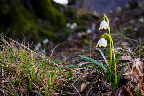 Beautiful blooming of White spring snowflake flowers in springtime. Snowflake also called Summer Snowflake or Loddon Lily or Leucojum vernum on a beautiful background of similar flowers in the forest