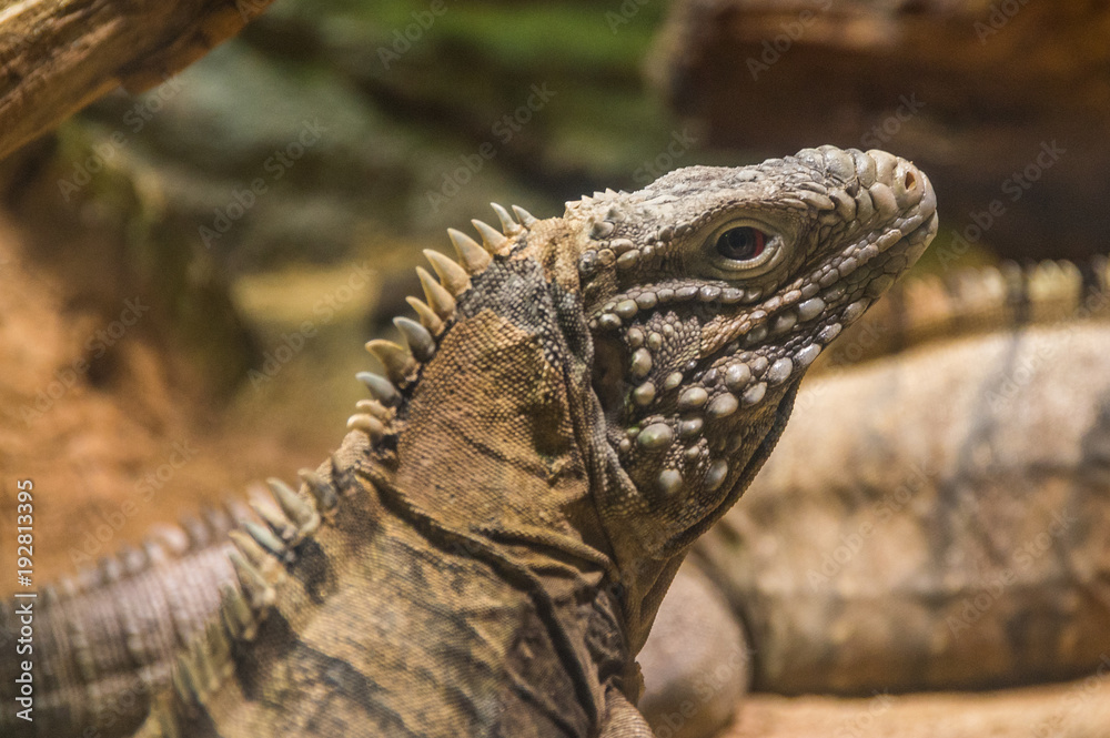 iguana at the Prague Zoo iguana at the Prague Zoo