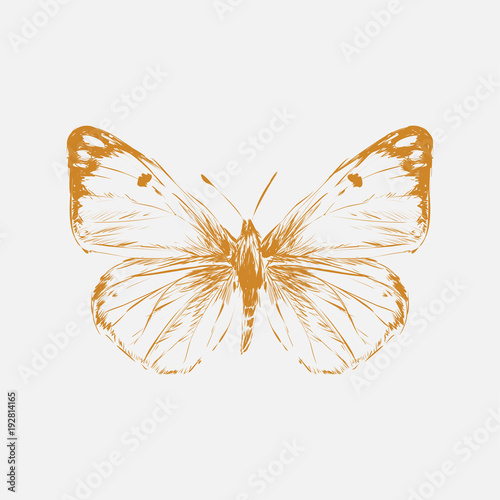 Illustration drawing of butterfly photo