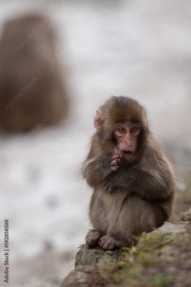 Naklejka premium 神庭の滝の日本猿の子