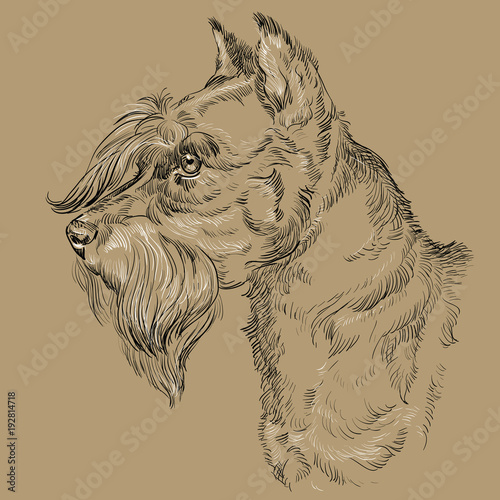 Monochrome Miniature Schnauzer vector hand drawing portrait