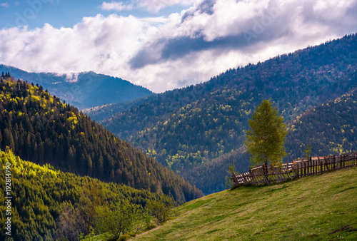 beautiful scenery in mountainous rural area. tree behind the fence on a grassy slope. gorgeous weather in springtime