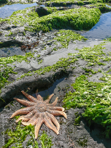 Orange star fish over sea coast, natural animal photo