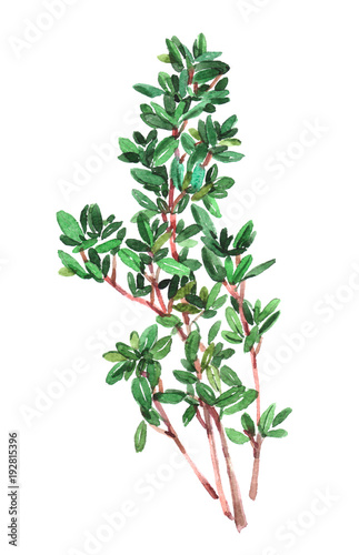 Thyme plant. Watercolor illustration isolated on white background.
