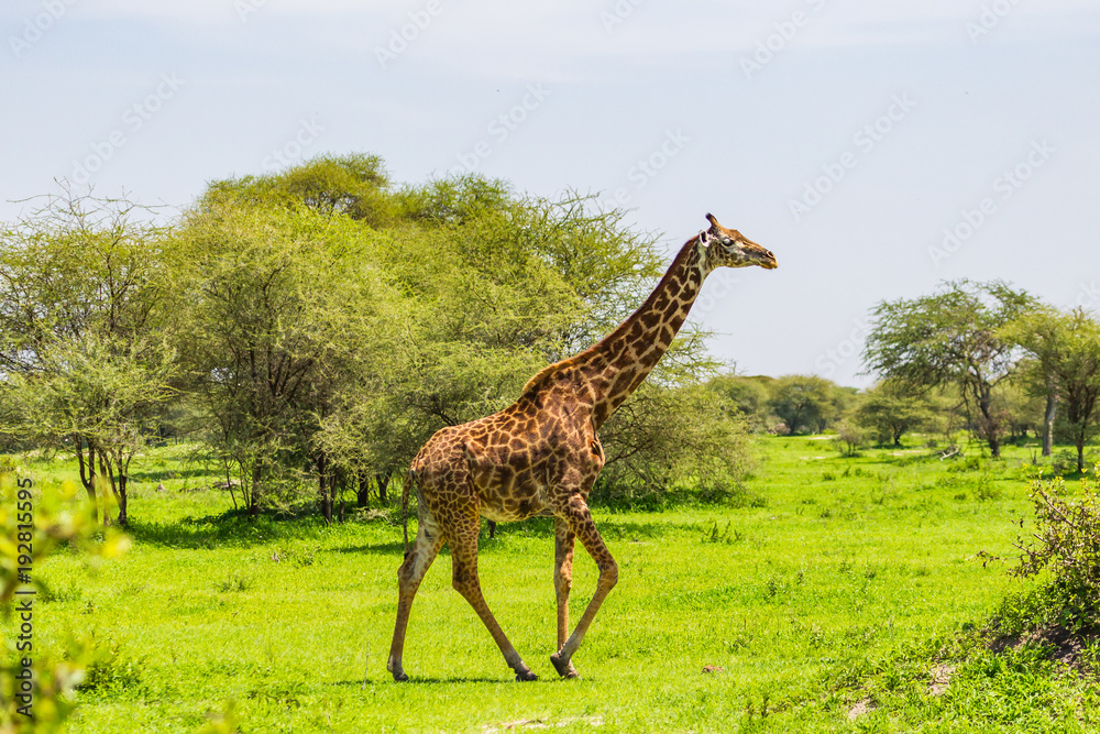 Obraz premium Giraffe in Tarangire National Park, Tanzania.