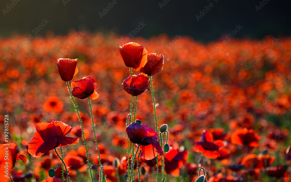 Obraz premium vivid red poppy field at sunset. beautiful summer background