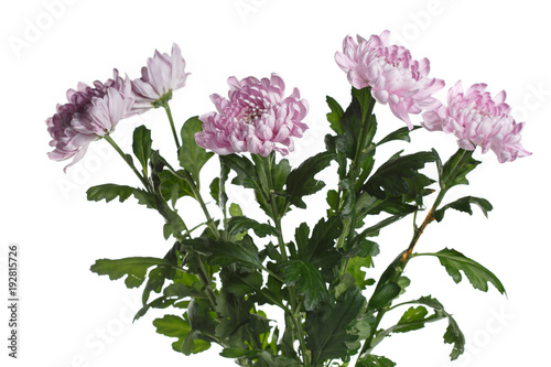 Bouquet of lilac chrysanthemums isolated on white background.