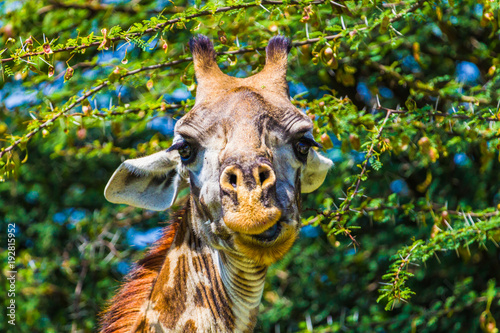 Giraffe in Tarangire National Park, Tanzania. photo