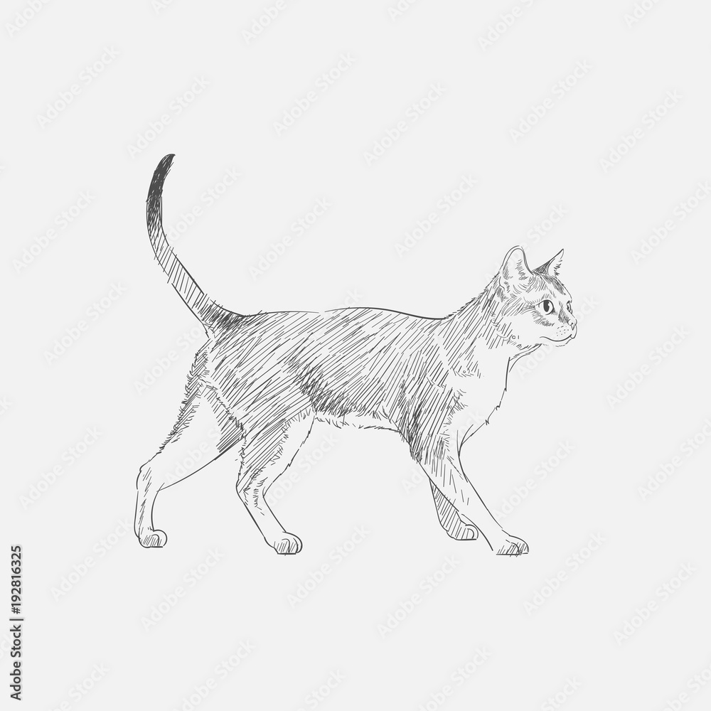 Illustration of a cat Illustration of a cat