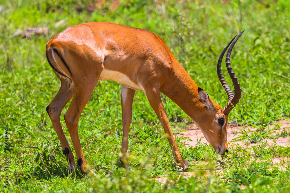 Fototapeta premium Wild Impalas in Tarangire National Park. Tanzania.