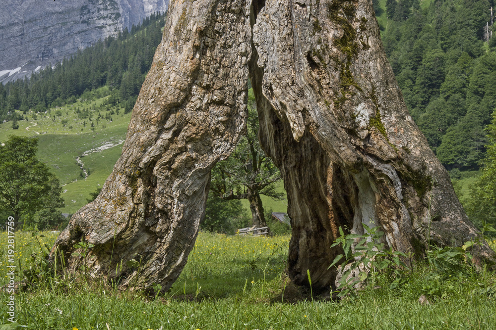 Skurriles Fenster an einem alten Ahornbaum Skurriles Fenster an einem alten Ahornbaum