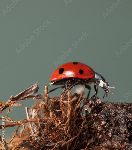 Ladybird on dry peatmoss photo