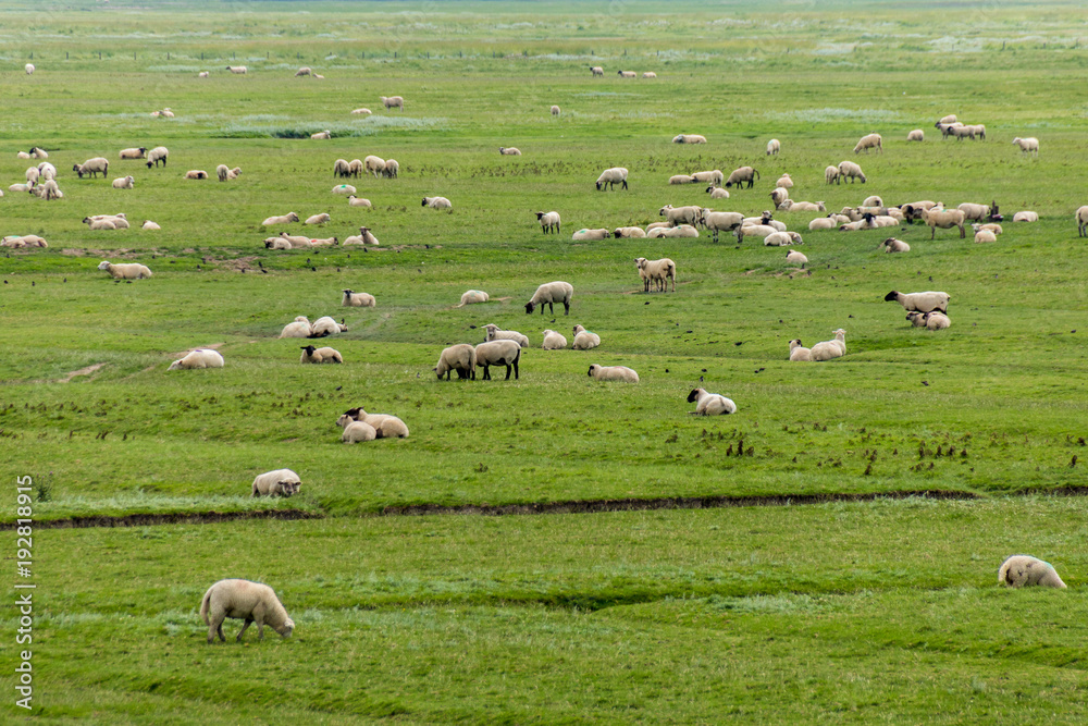 Schafe auf der Weide am Wattenmeer