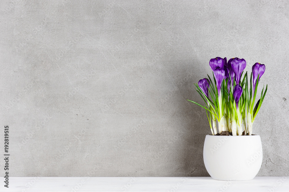 Textured background with blooming purple crocuses in the white pot