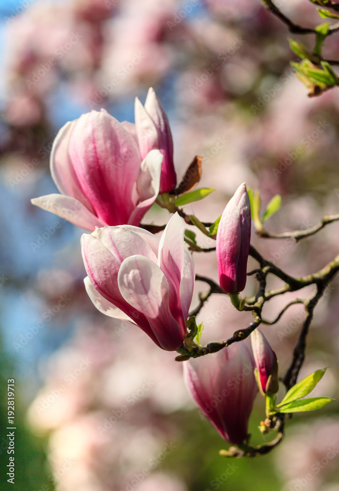 Fototapeta premium Magnolia tree blossom
