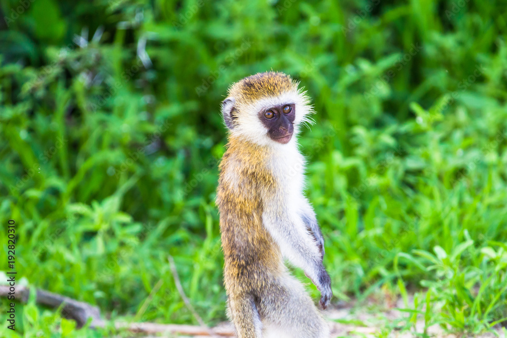 Obraz premium Vervet monkey. Tarangire National Park. Tanzania.