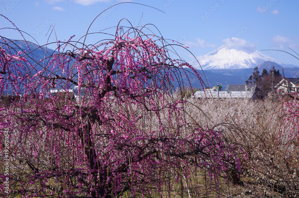 枝垂れ梅 背景に富士山stock Photo Adobe Stock 枝垂れ梅 背景に富士山stock Photo Adobe Stock