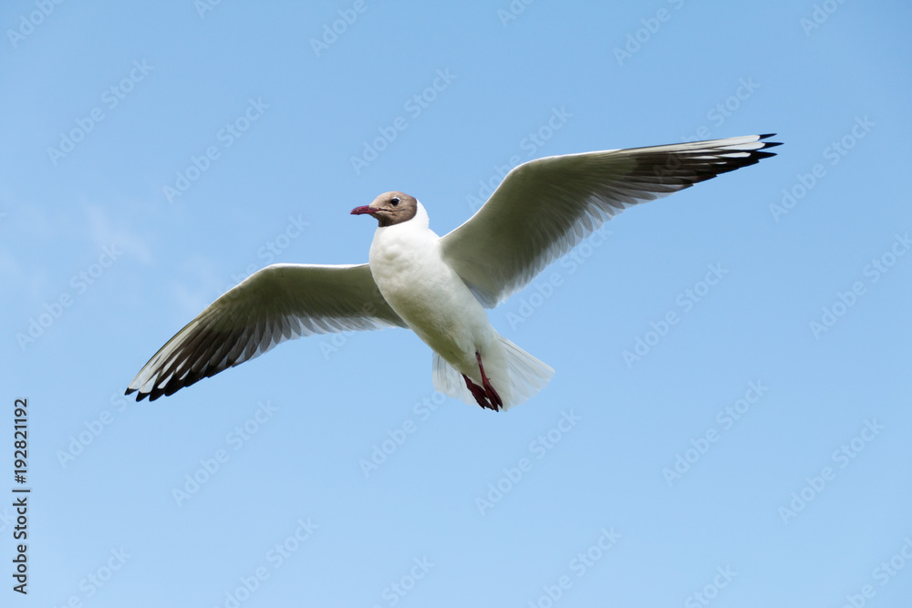 Lachmöwe Nahaufnahme fliegend am blauen, sonnigem Himmel Lachmöwe Nahaufnahme fliegend am blauen, sonnigem Himmel