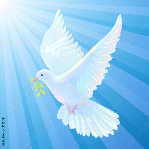 White dove is the symbol of a peace, light beams