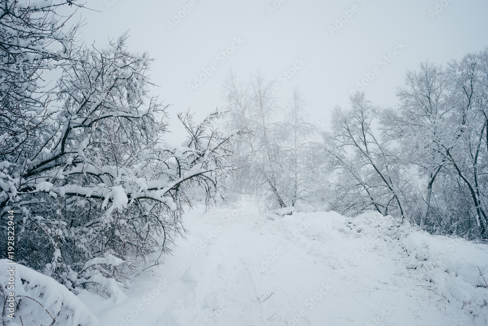 Obraz premium cold, snowy winters