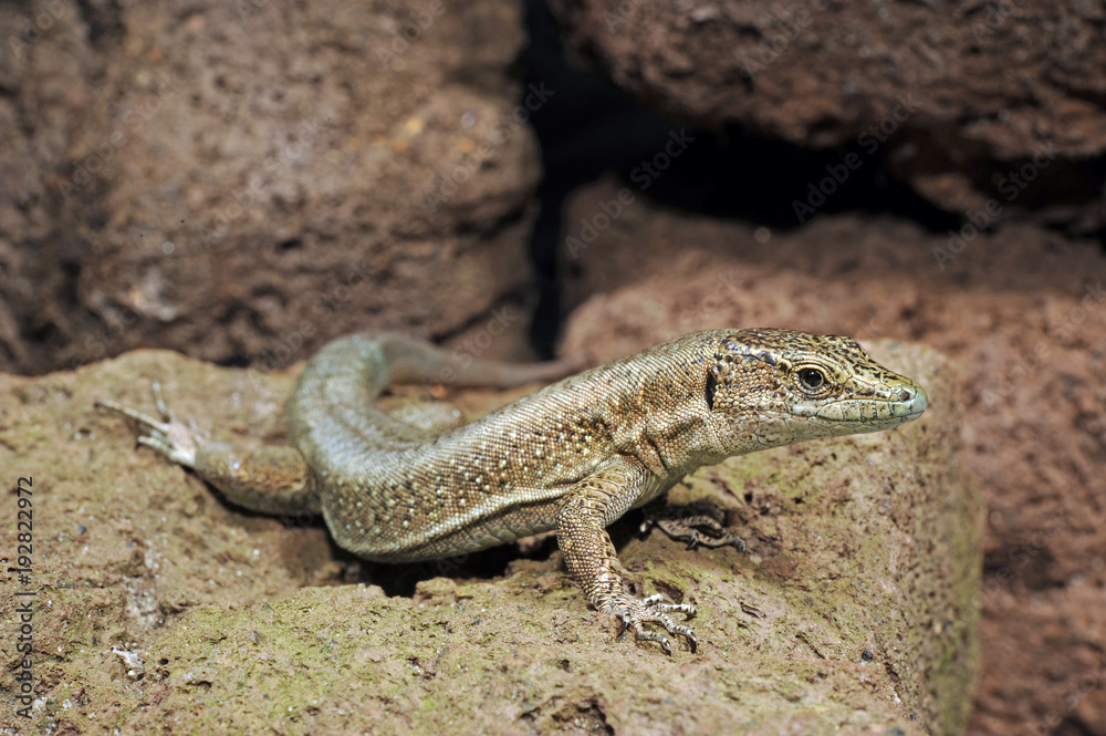 Fototapeta premium Madeira-Mauereidechse (Teira dugesii) - Madeiran wall lizard