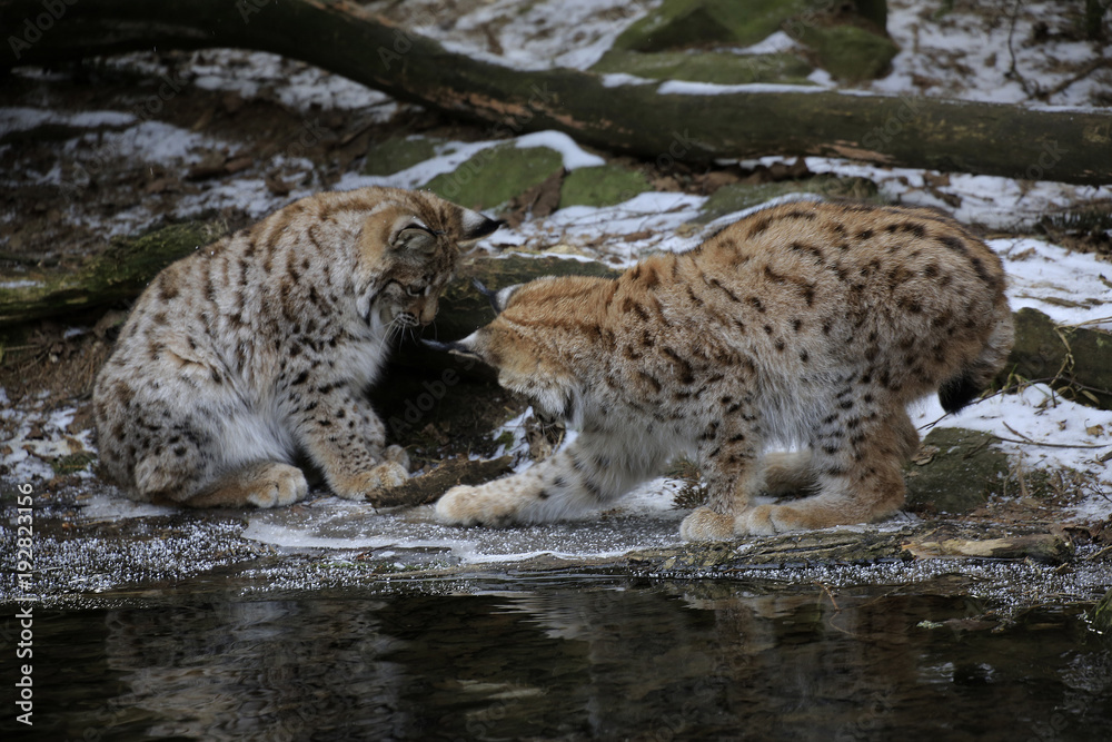 Europäischer Luchs (Lynx lynx) zwei Jungtiere spielen am gefrorenen Wasser