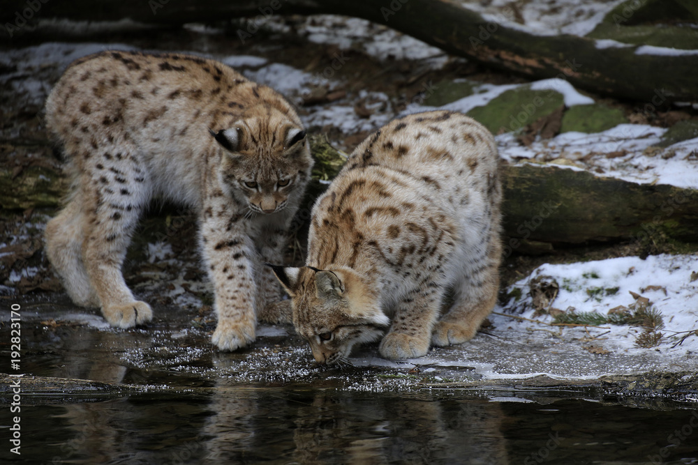 Obraz premium Europäischer Luchs (Lynx lynx) zwei Jungtiere spielen am gefrorenen Wasserrand