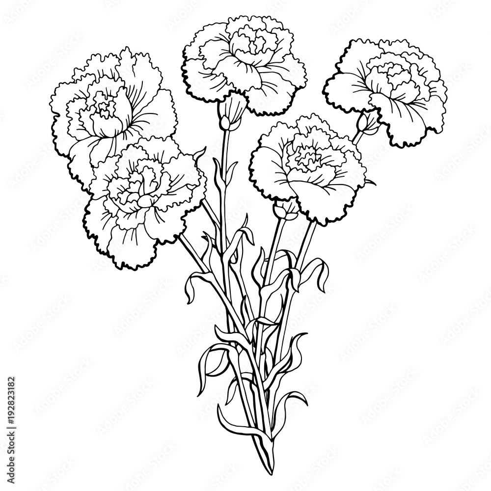 Гвоздика шаблон для вырезания распечатать Carnation flower graphic black white isolated bouquet sketch illustration vector