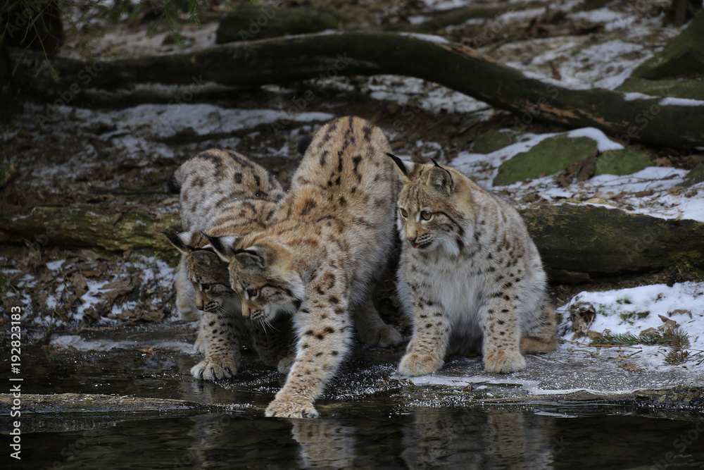 Fototapeta premium Europäischer Luchs (Lynx lynx) drei Jungtiere spielen am gefrorenen Teichrand