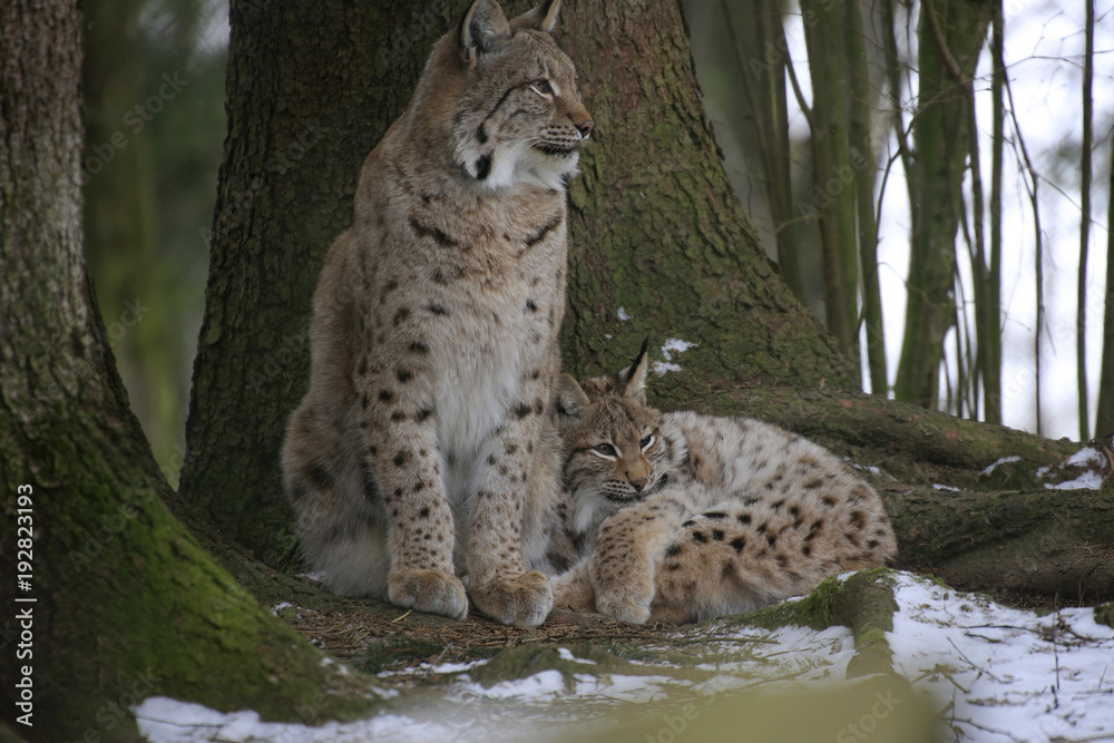 Eurasischer Luchs (Lynx lynx) Muttertier mit Jungem im Wald
