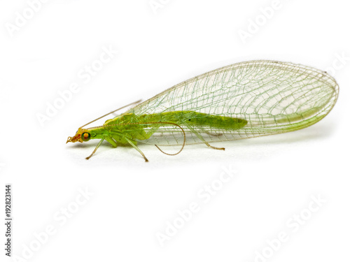 Green lacewing  Chrysopidae isolated on a white background