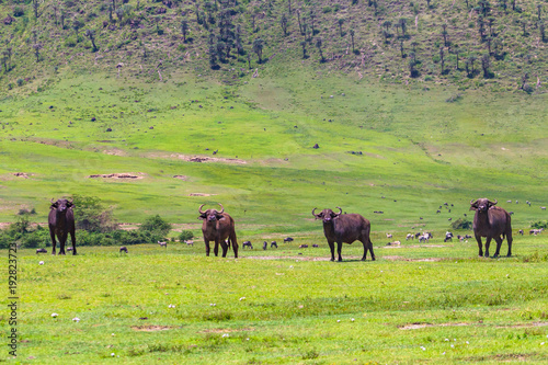 Buffalo at Ngorongro Crater conservation area. Tanzania.