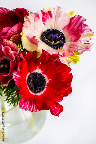 bright anemones in a glass